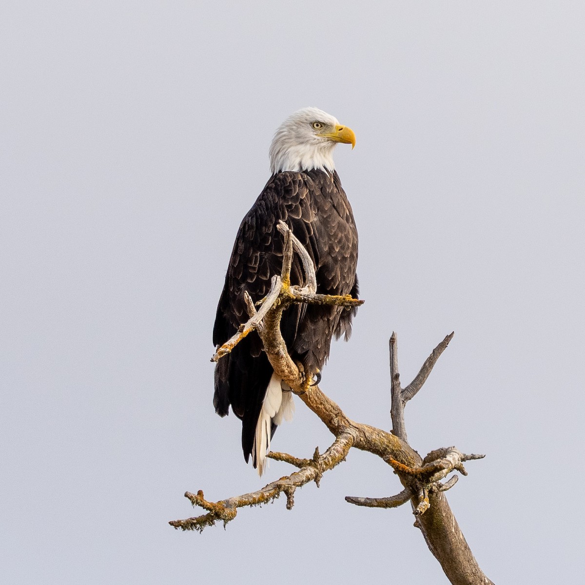 Bald Eagle - ML641660516