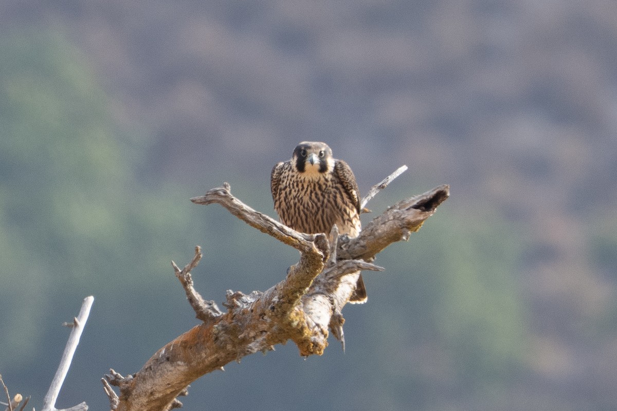 Peregrine Falcon - ML641660519