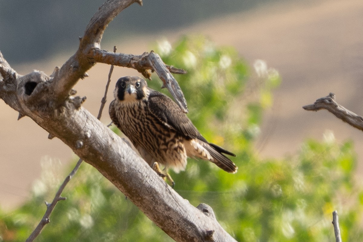 Peregrine Falcon - ML641660520