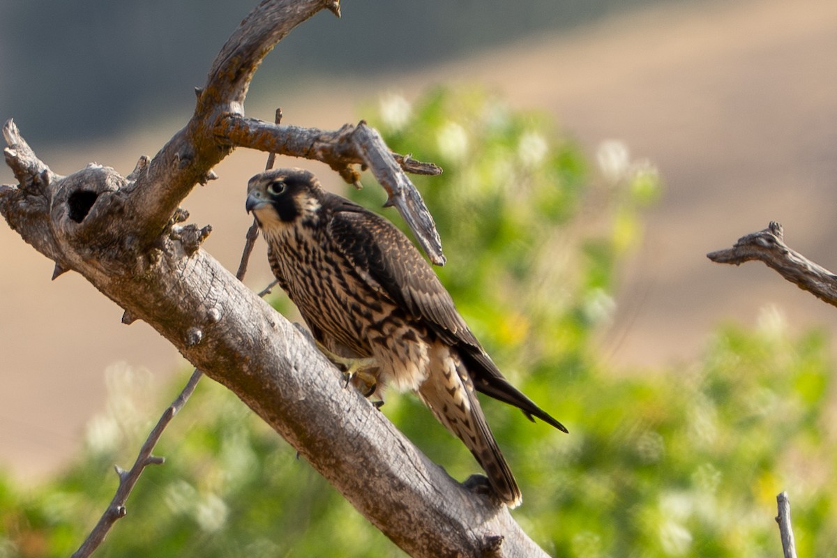 Peregrine Falcon - ML641660521