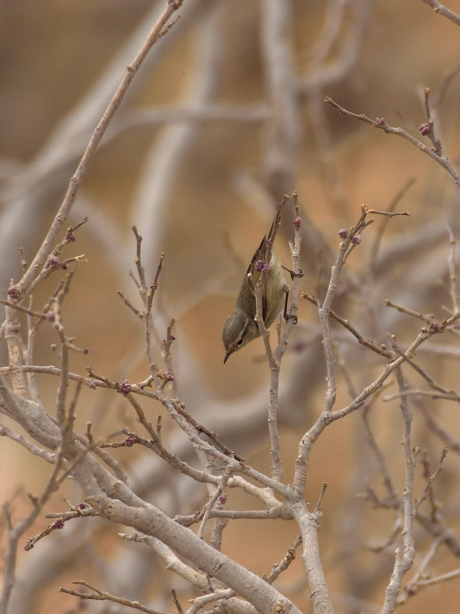 Hume's Warbler - ML641660522