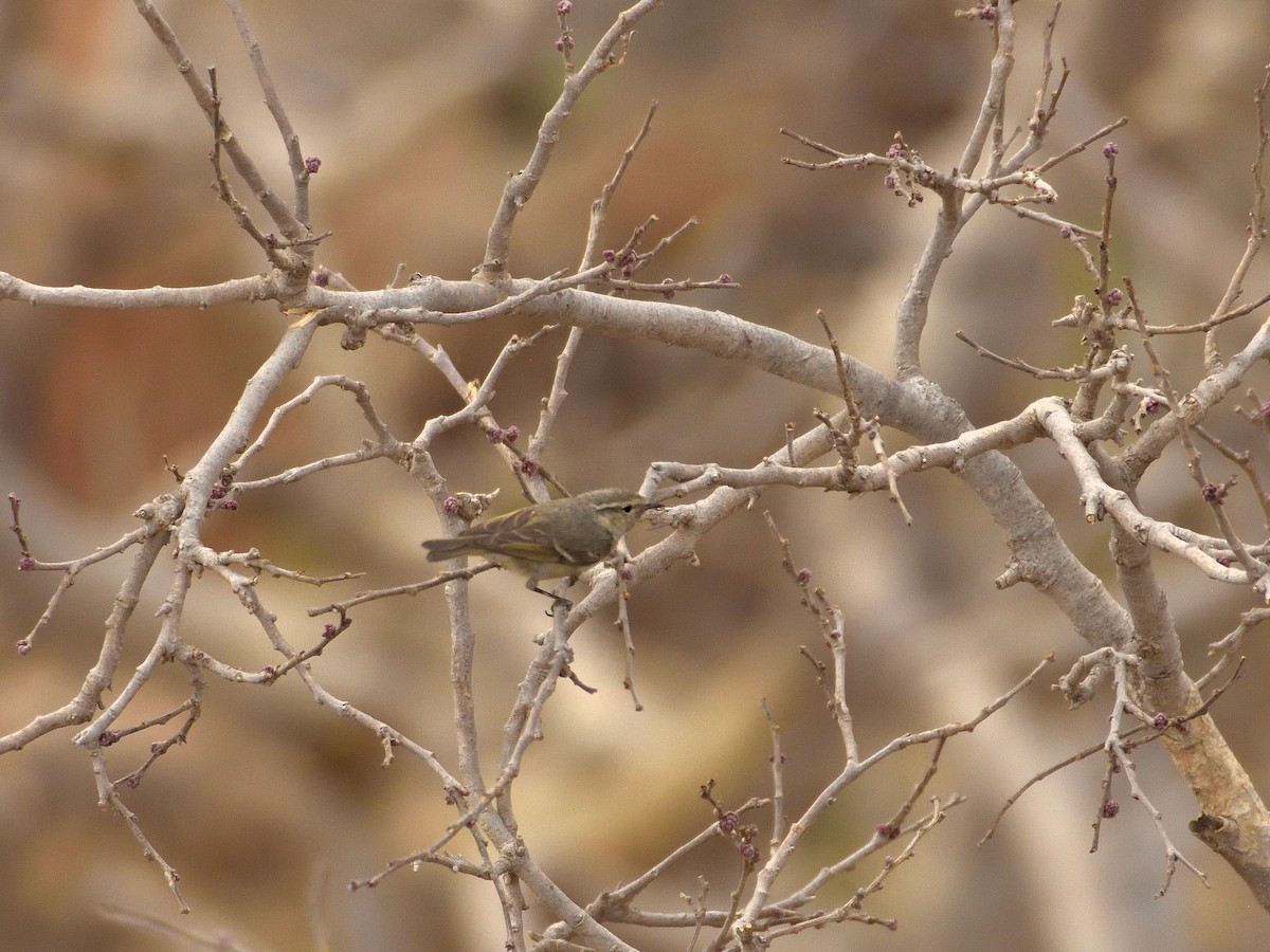 Hume's Warbler - ML641660523