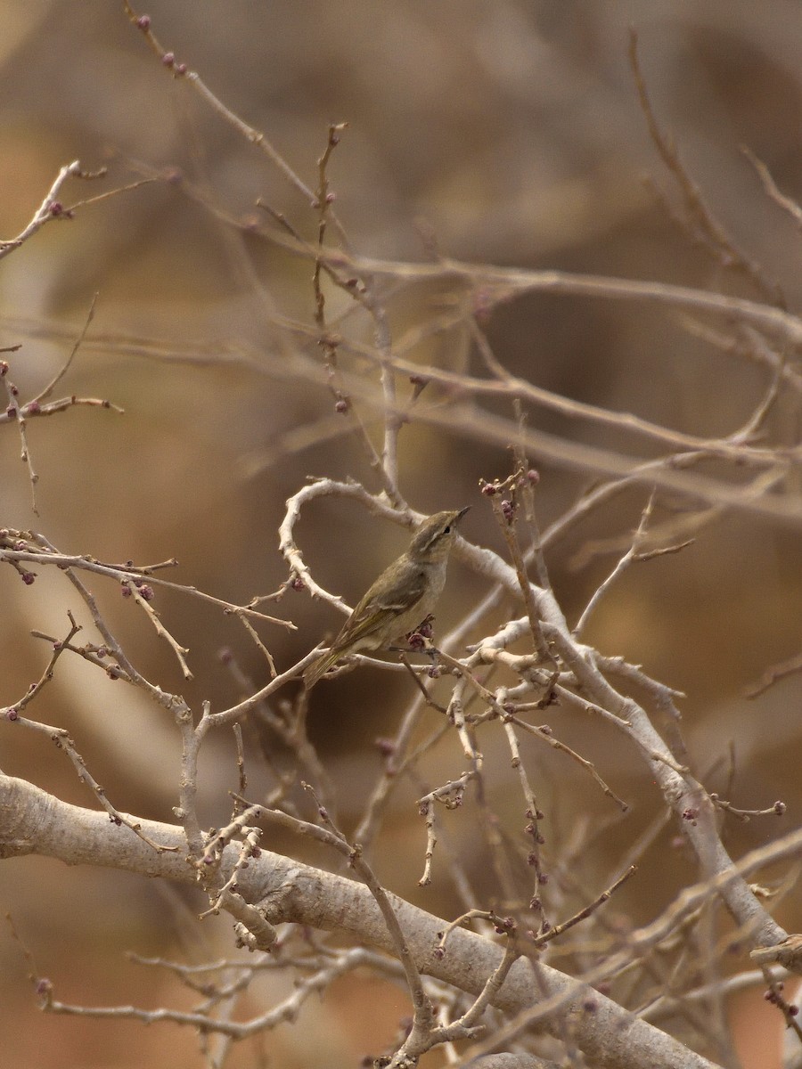 Hume's Warbler - ML641660524