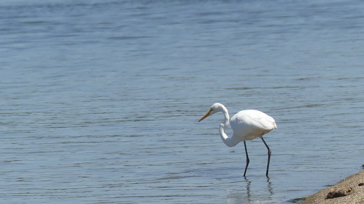 Grande Aigrette - ML641660528