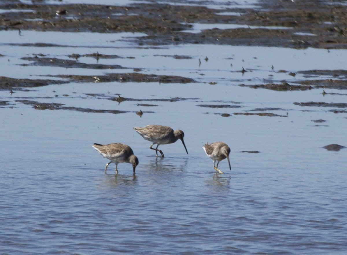 Short-billed Dowitcher - ML641660529
