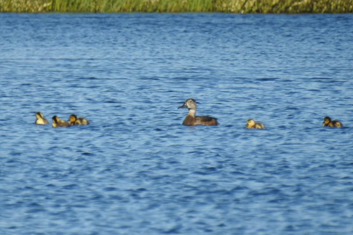 Ring-necked Duck - ML641660545