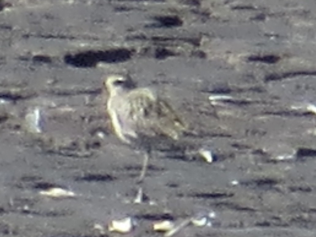 American Golden-Plover - ML641660585