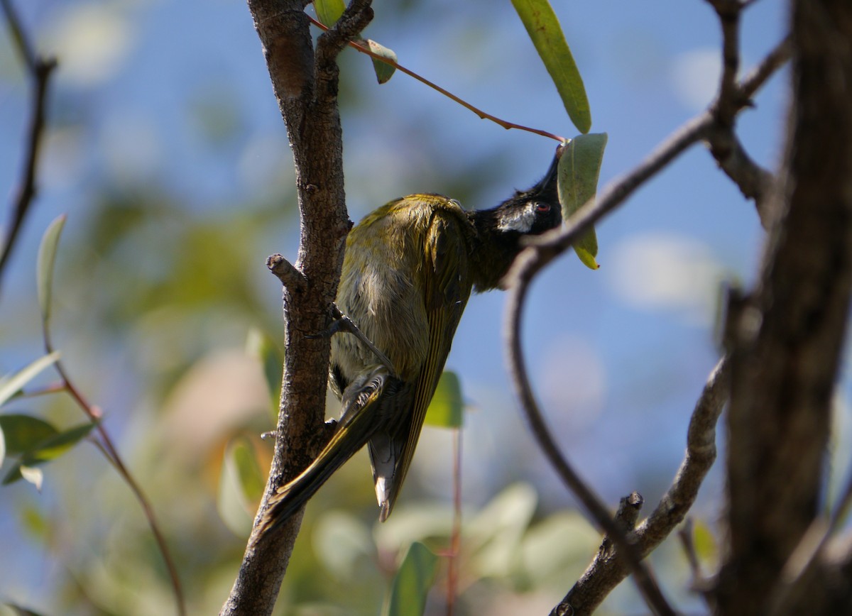 White-eared Honeyeater - ML64166061