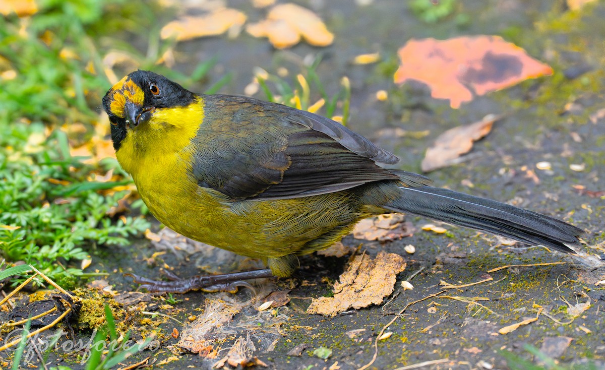 White-naped Brushfinch - ML641660639