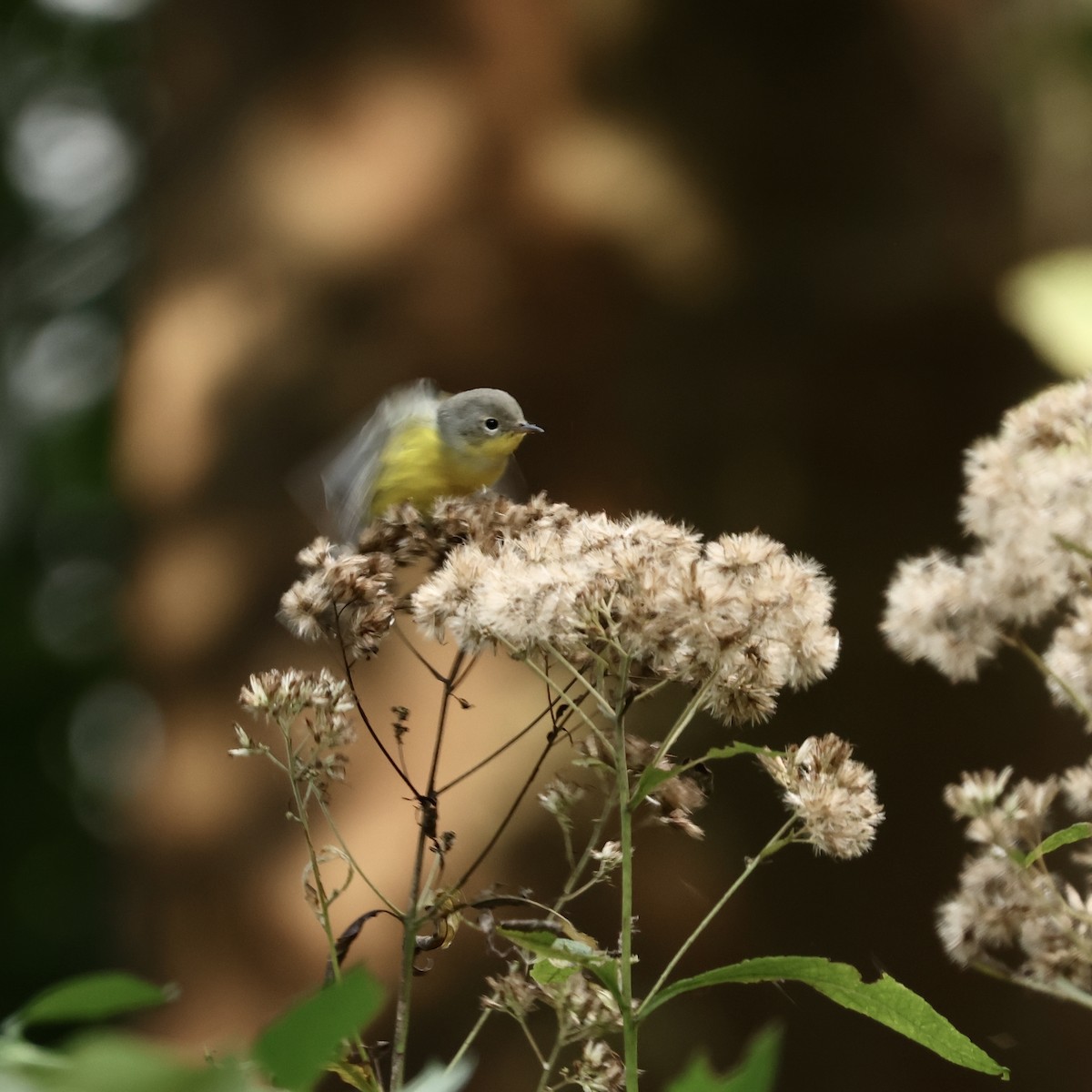 Magnolia Warbler - ML641660641