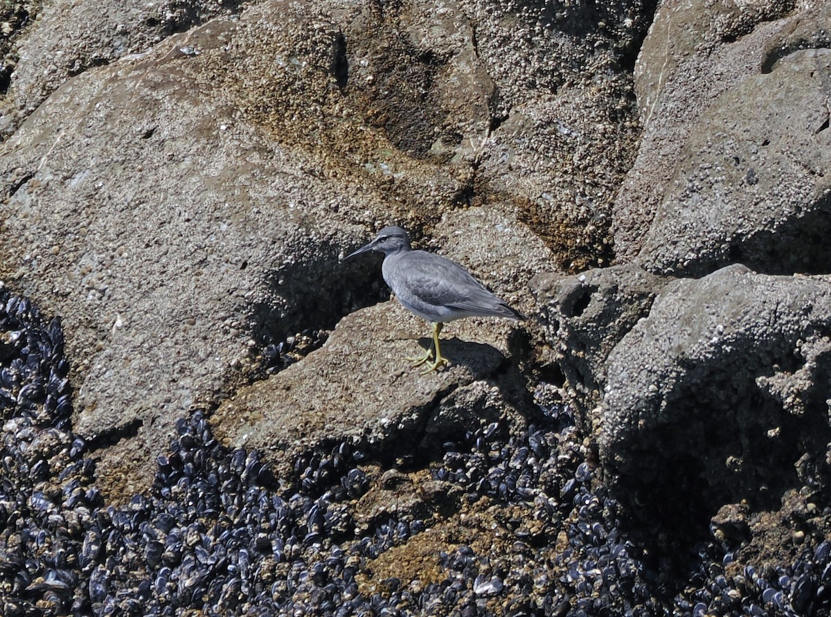 Wandering Tattler - ML641660690