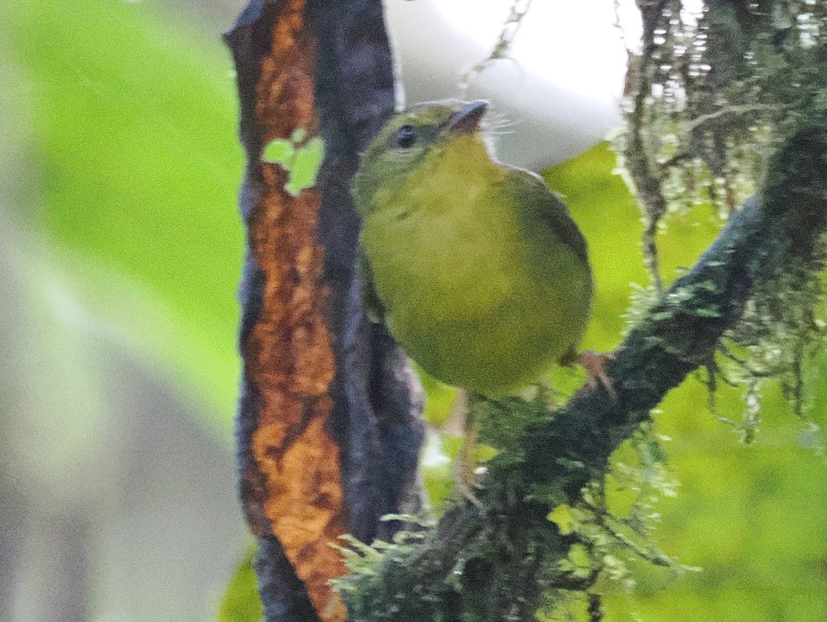 Choco Warbler - ML641660708