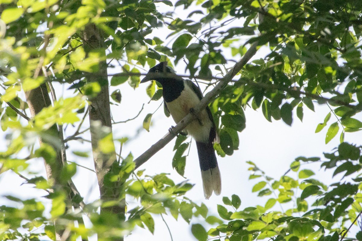 White-naped Jay - ML641660730