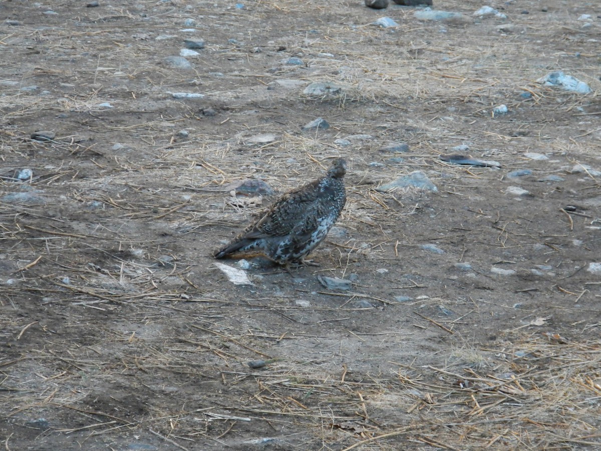 Dusky Grouse - ML641660734