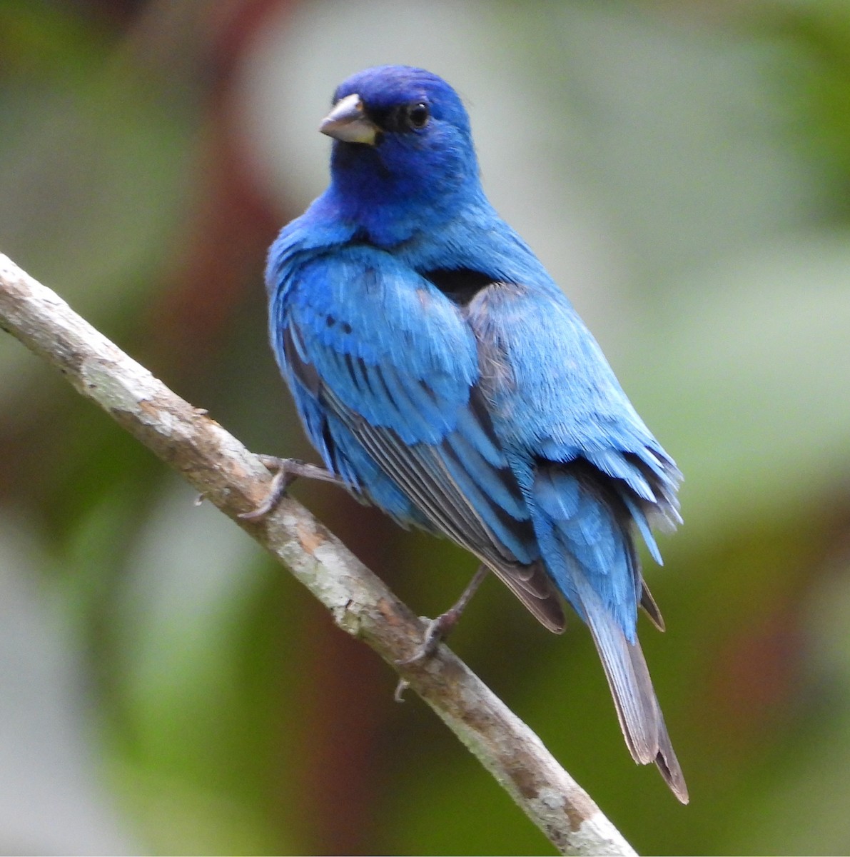 Indigo Bunting - ML641660738