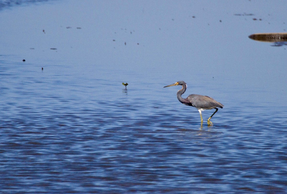 Tricolored Heron - ML641660739
