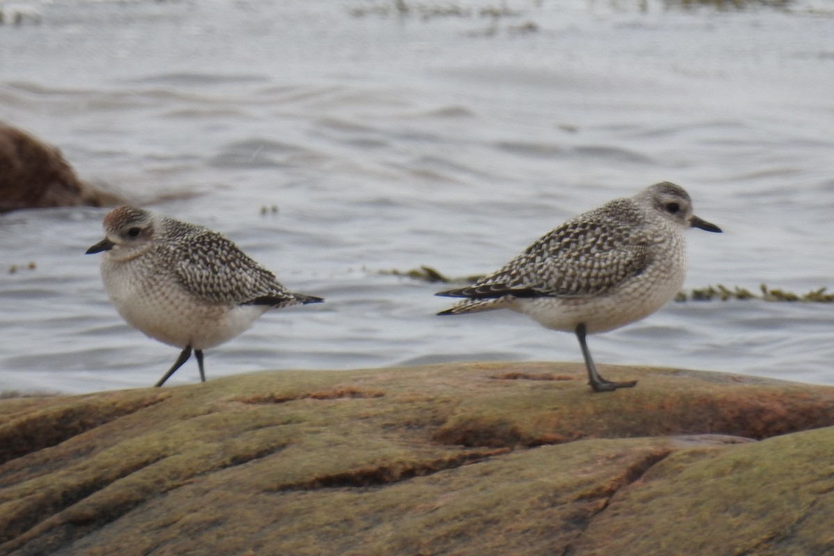 Black-bellied Plover - ML641660784