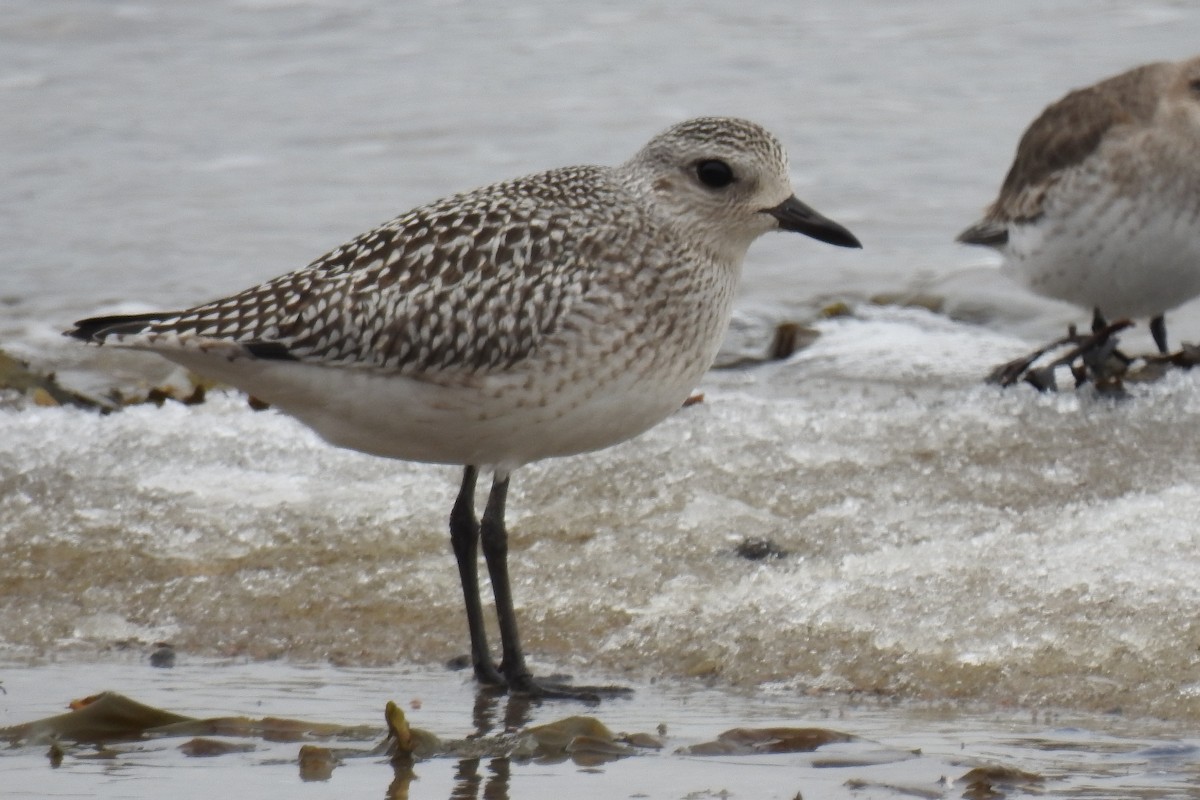 Black-bellied Plover - ML641660785