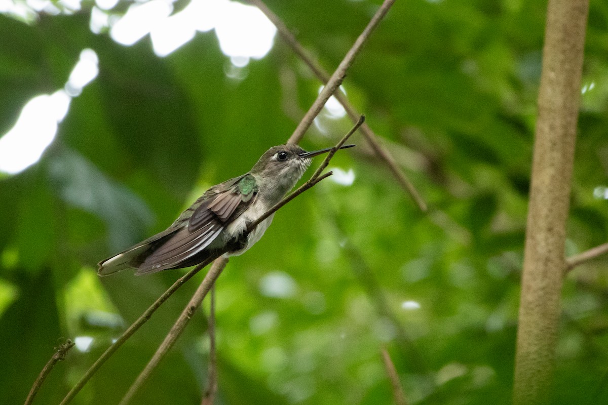 Outcrop Sabrewing - ML641660804