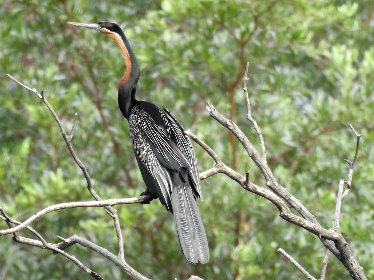 African Darter - ML641660806
