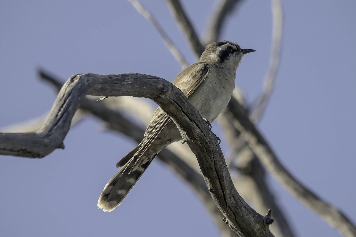 Black-eared Cuckoo - Adam Fry