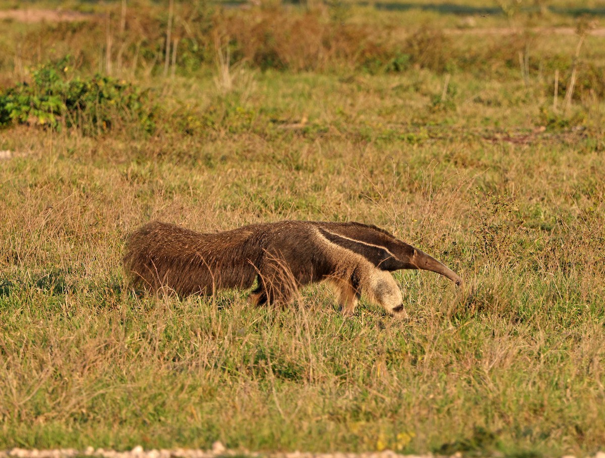 Giant Anteater - ML641660812