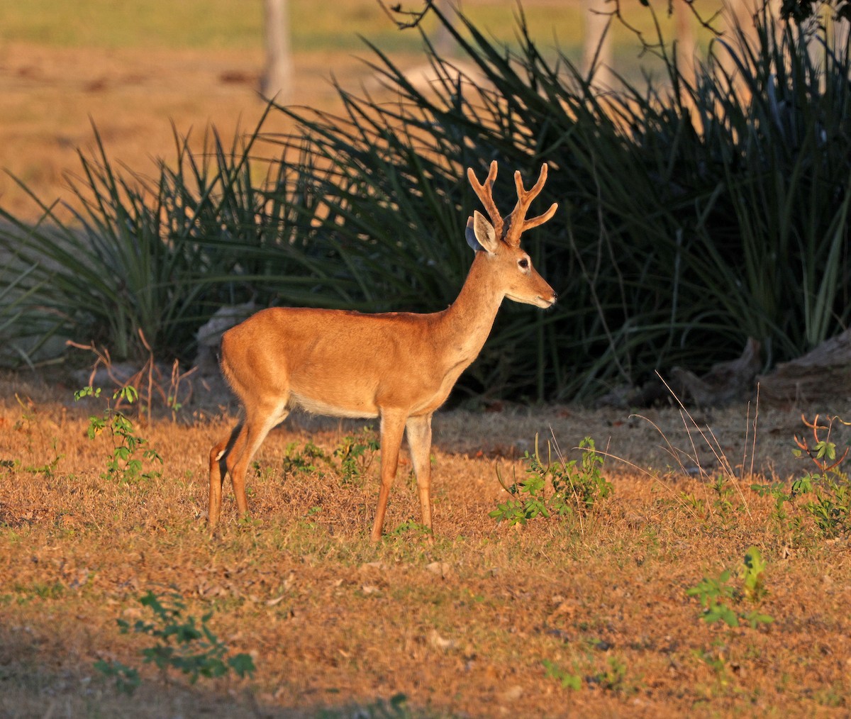 Pampas Deer - ML641660814