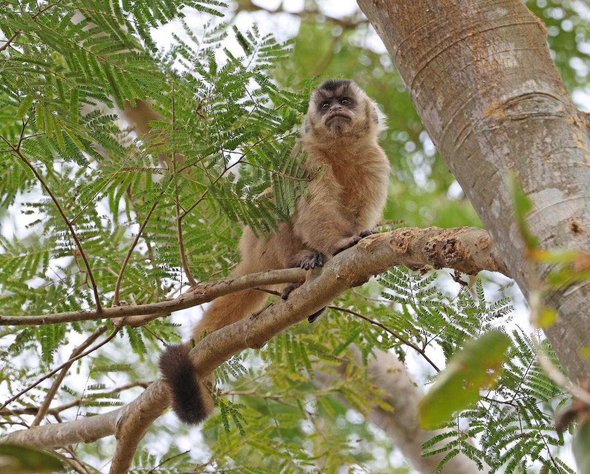 Black-and-gold Howler Monkey - ML641660815
