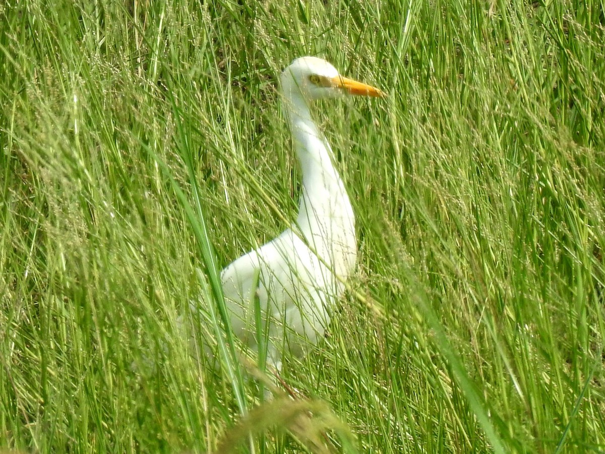 Yellow-billed Egret - ML641660820