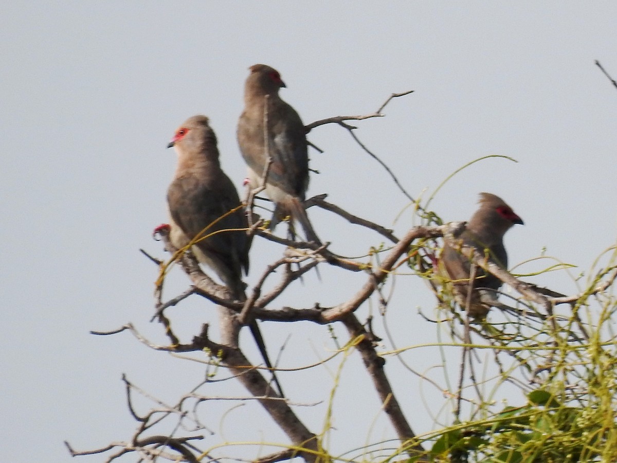 Red-faced Mousebird - ML641660838