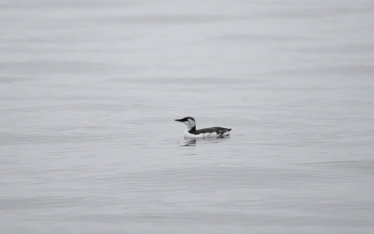 Common Murre - ML641660853