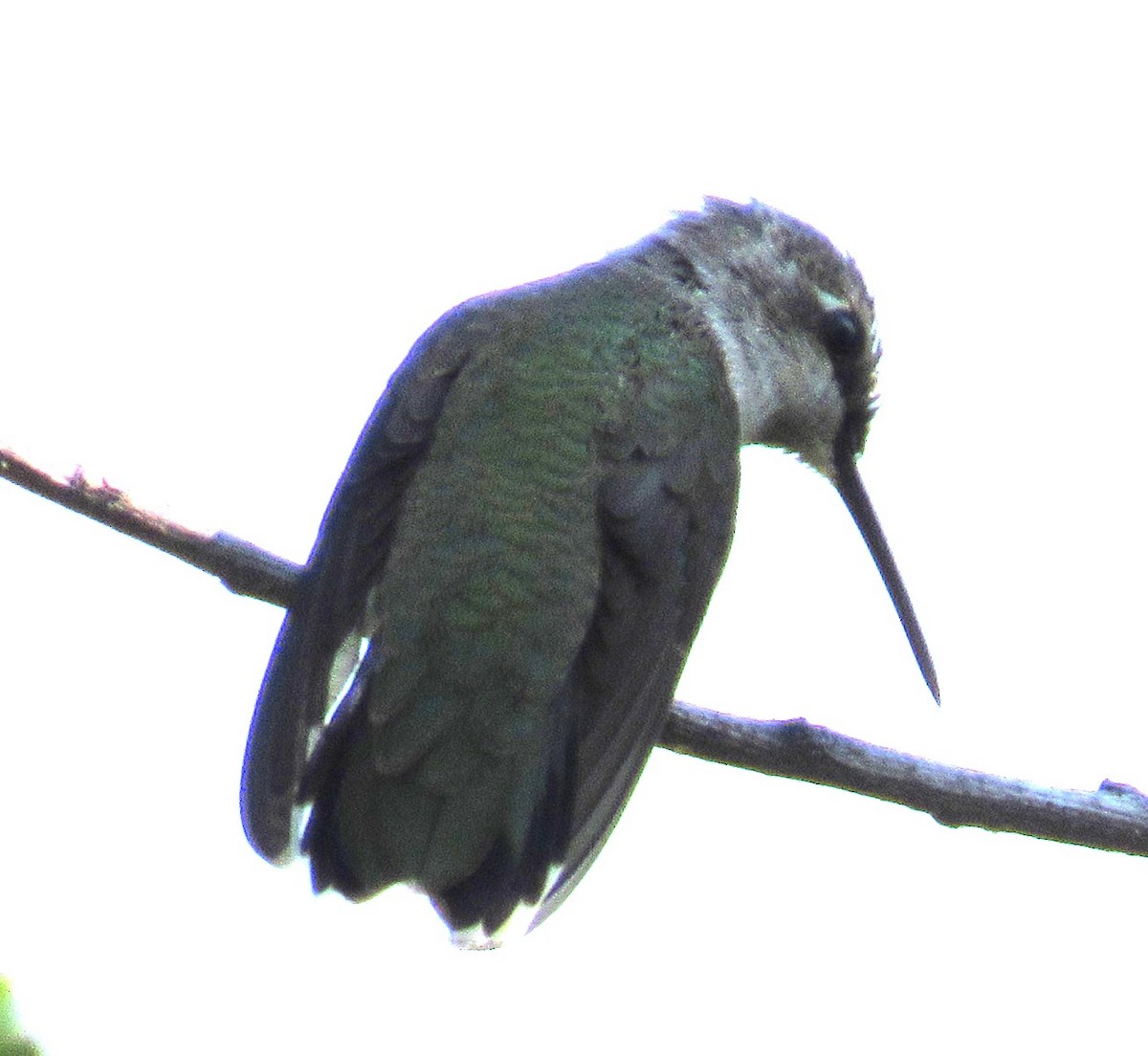 Colibri à gorge noire - ML641660867
