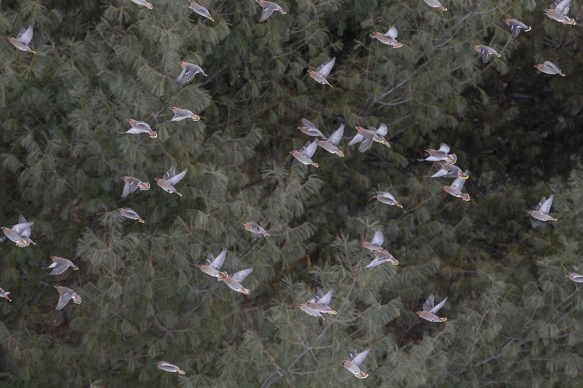 Bohemian Waxwing - ML641660876