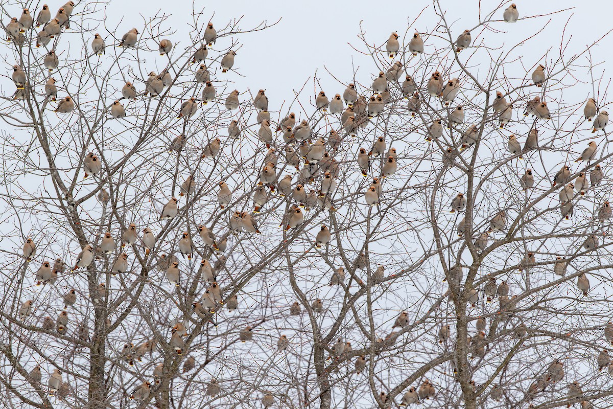 Bohemian Waxwing - ML641660877