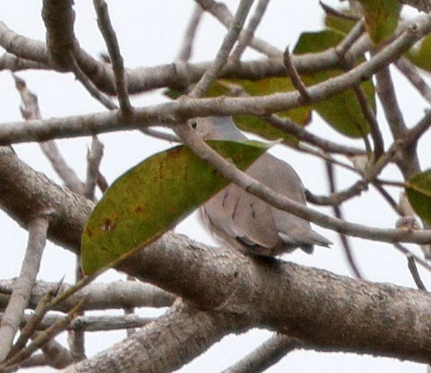 Plain-breasted Ground Dove - ML641660880