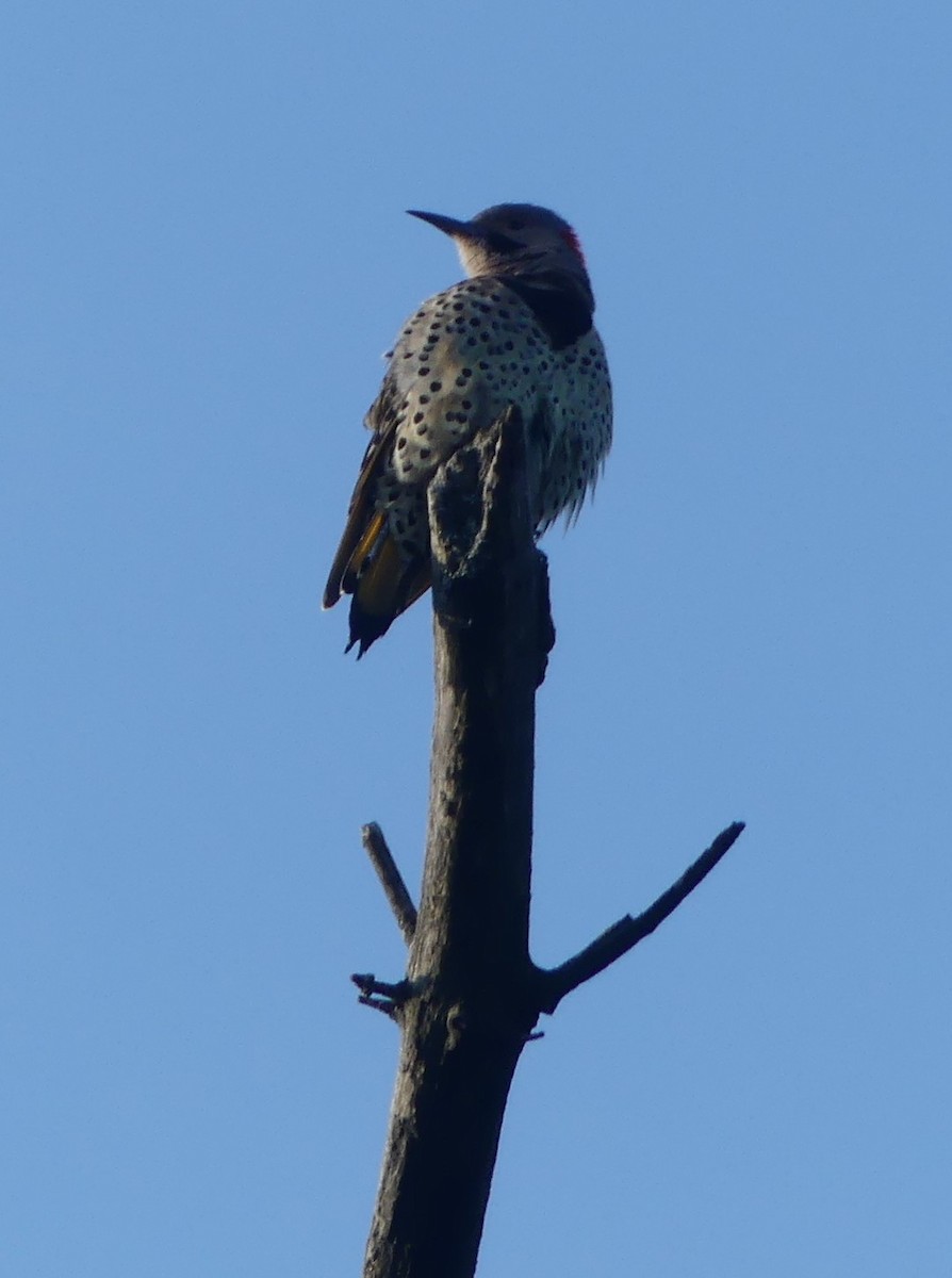 Carpintero Escapulario - ML641660882