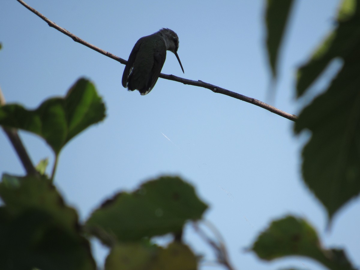 Colibri à gorge noire - ML641660893