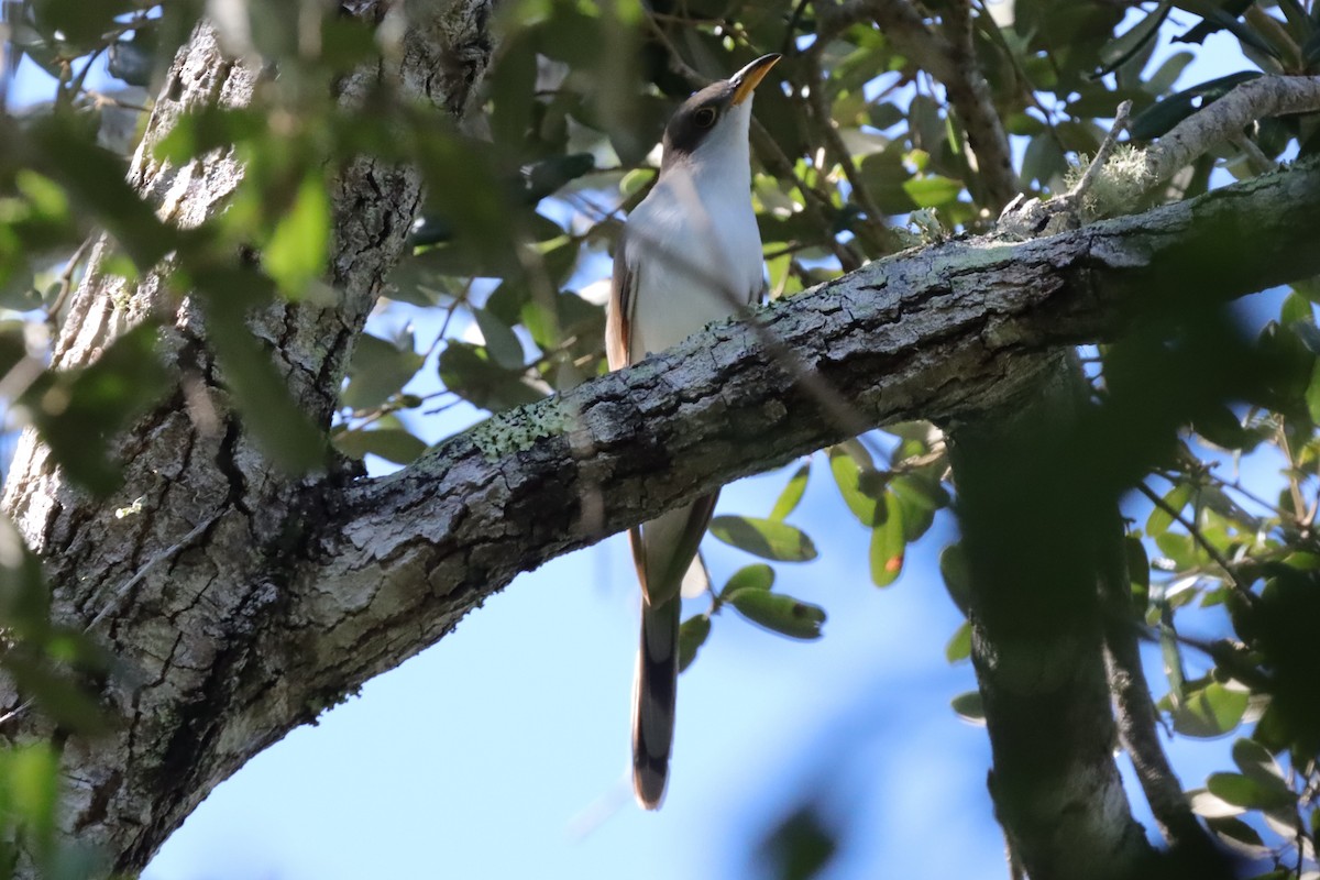 Yellow-billed Cuckoo - ML641660911