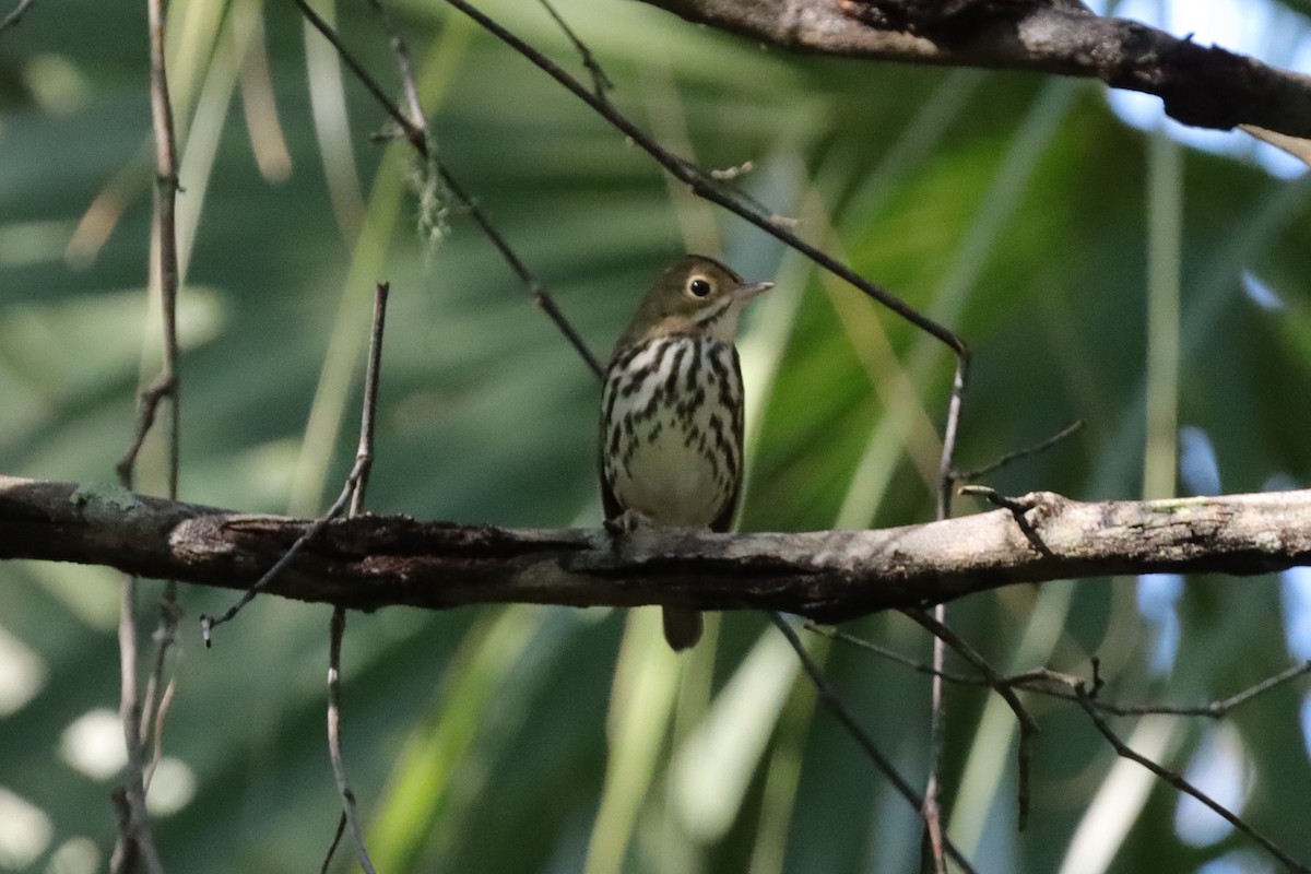 Ovenbird - ML641660922