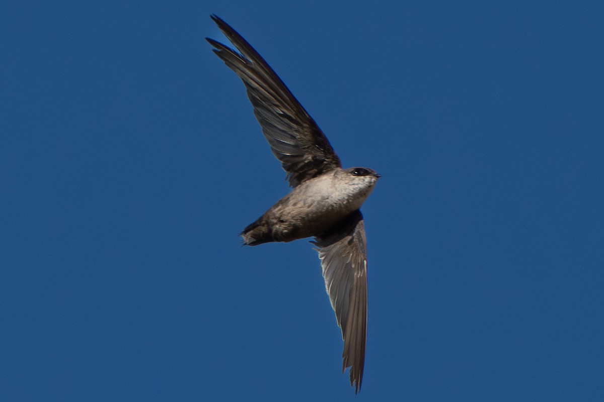 Vaux's Swift - ML641660932