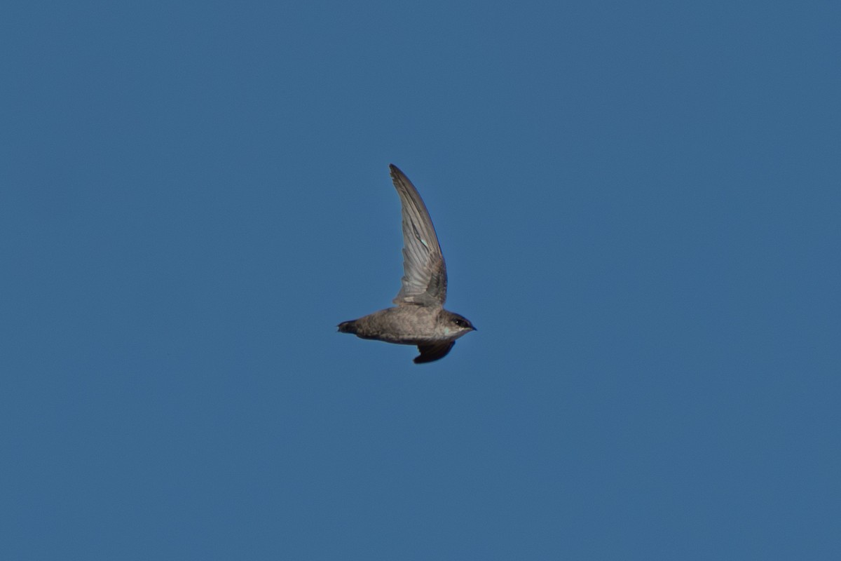 Vaux's Swift - ML641660933