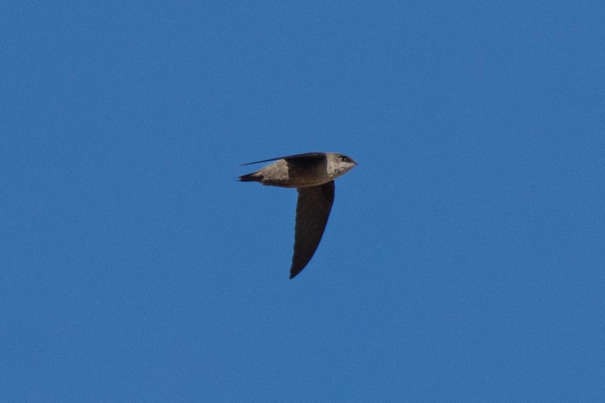 Vaux's Swift - ML641660934
