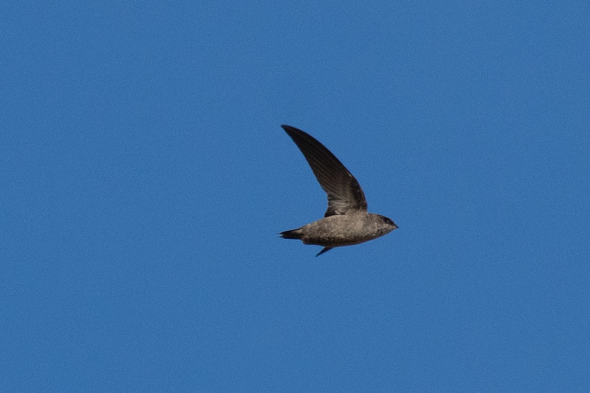 Vaux's Swift - ML641660935