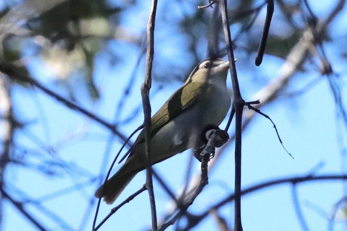 Red-eyed Vireo - ML641660947