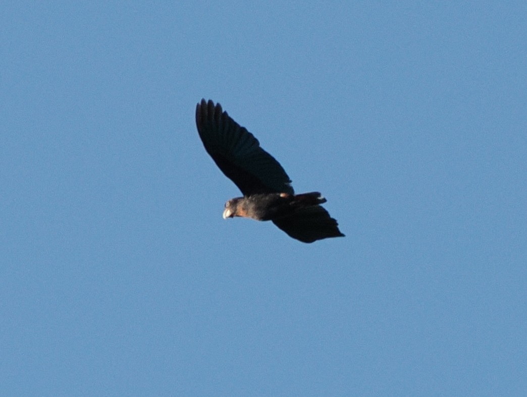 Bronze-winged Parrot - ML641660948