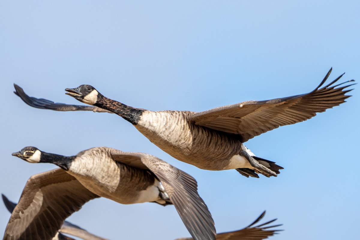 Canada Goose - ML641660951