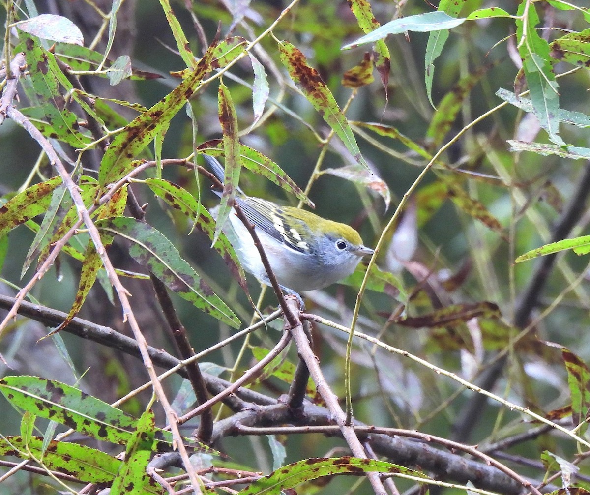 Chestnut-sided Warbler - ML641660963