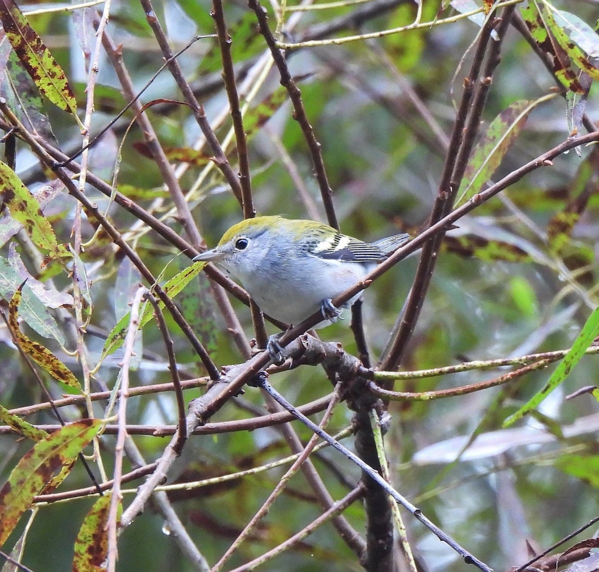 Chestnut-sided Warbler - ML641660965