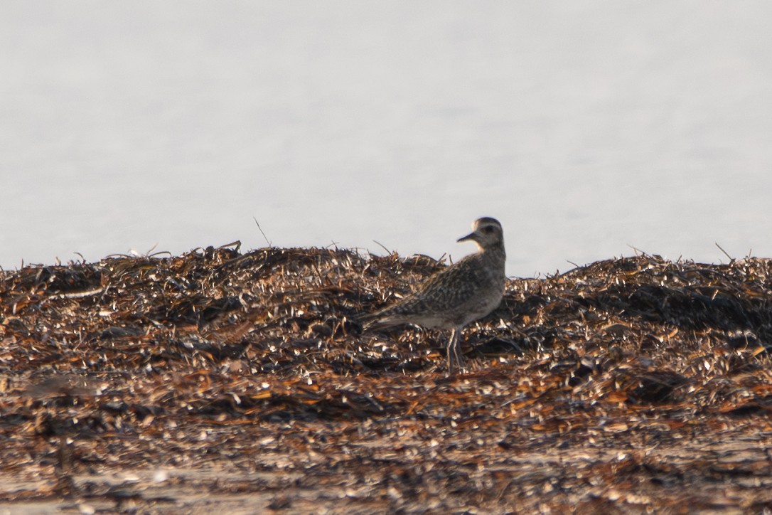 Pacific Golden-Plover - ML641660974