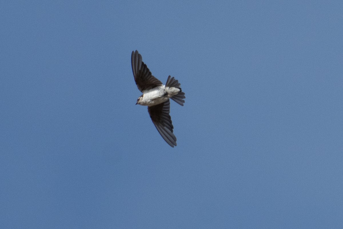Violet-green Swallow - ML641660978